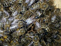 Плодные пчеломатки 2020. Кавказянка