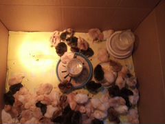 Цыплята от домашних кур, вывод 16 мая