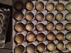 Инкубационные яйца фазанов