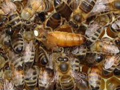 Пчелиные матки Бакфаст