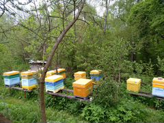 Пчелы карника, семьи, пчелосемьи, отводки
