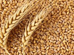 Пшеница. Зерно