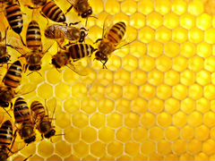 Пчёлы,ульи,рамки