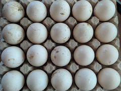Икубационное яйцо Мускусной утки