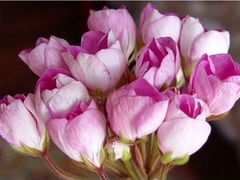 Пеларгония герань тюльпановидная