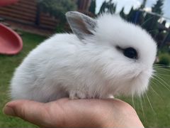Продаются декоративные кролики: малютки сами уже к