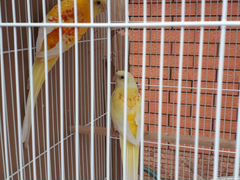 Попугаи певчие какарики кенари