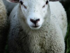 Продам овец, цена договорная