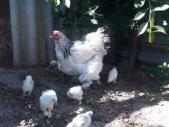 Курица и цыпл Калумбийска светлая брама