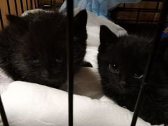 Котята черные в дар