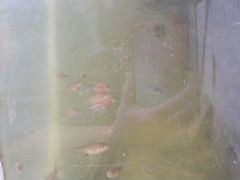Рыба золотая и аквариум