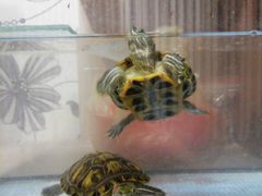 Черепахи водные