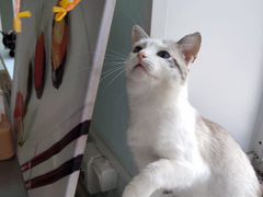 Тайский котик Сеня