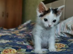 Котенок-девочка, 1,5 месяца