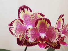 Орхидея фаленопсис "Big bang"