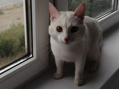 Беленький Котик ищет дом