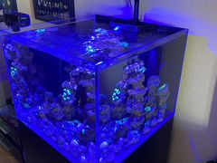 Морской аквариум кубик 65x65x50 с живностью