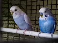 Пара волнистых попугаев с большой клеткой