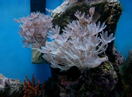 Живой коралл