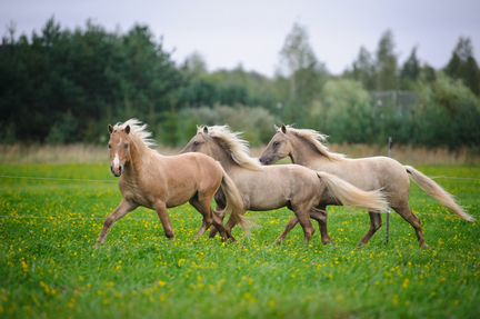 Пони-Немецкие классические пони