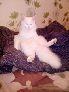 Турецкий кот на вязку