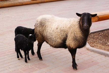 Продам Беременных овец, ягнят