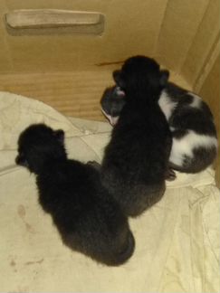 Котятки родились 27 и 28 апреля