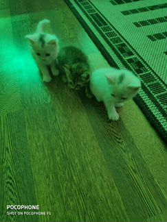 Котята (2 белых мальчика и 1 девочка)