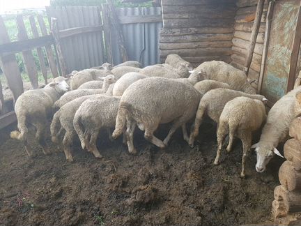 Овцы от 10 до 50 кг