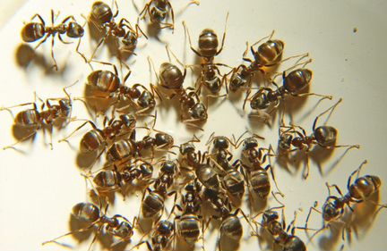 Дезинфекция уничтожение клопов тараканов муравьев