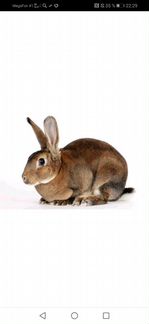 Кролик каргатский