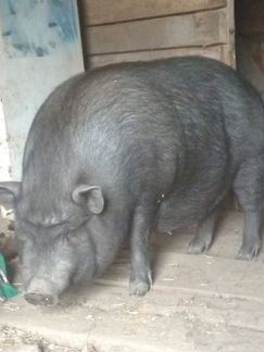Вьетнамские вислобрюхии свиньи