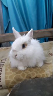 Ангорский белый кролик с клеткой