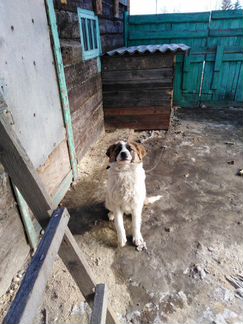 Продам собаку породы московсковская сторожевая овч
