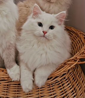 Сибирский котик