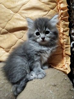 Котенок персидский