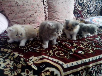 Продаются персидские котята, два мальчика, две дев