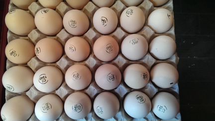 Инкубационное яйцо из Европы и Канады