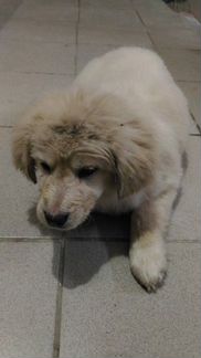 Найдена собака на ул. Чкалова