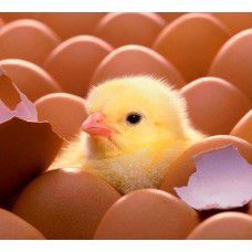 Инкубационное яйцо домашних курочек
