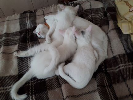 Котята белые, пушистые самцы и гладкошерстная само