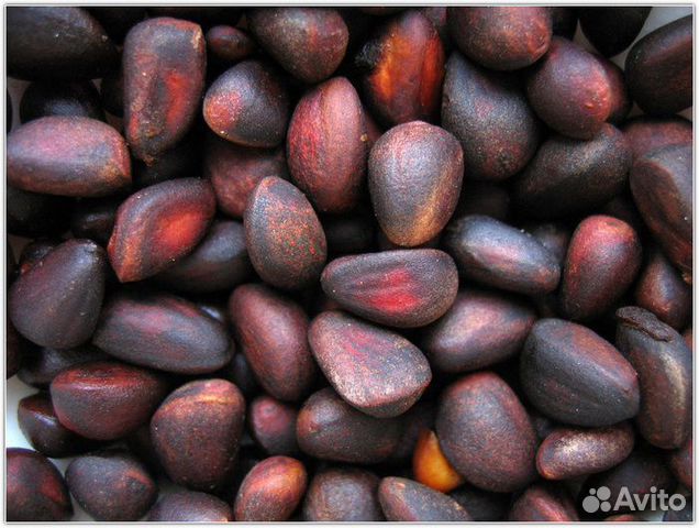 Объявления куплю орех в бурятии продажа бизнеса по грузоперев
