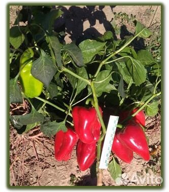 Семена Перца 