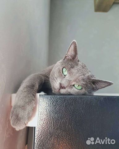 вязка русского голубого кота