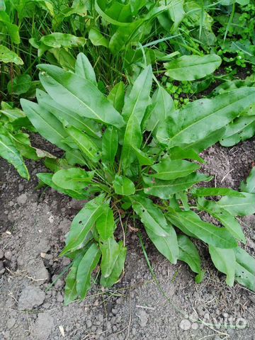 Щавель, лук-шнитт, мята, вишня, ирга, хрен - обмен