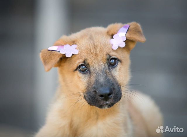 Малышка Мишель в добрые руки