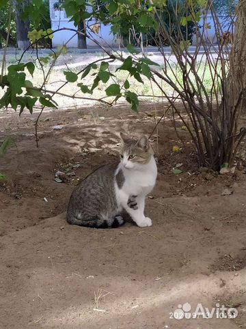 Кошка Василиса в добрые руки (стерилизованная)