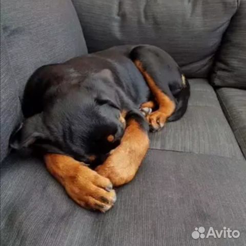 Мини гостиница для животных