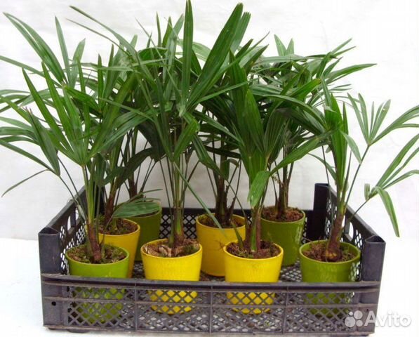 Пальма веерная трахикарпус