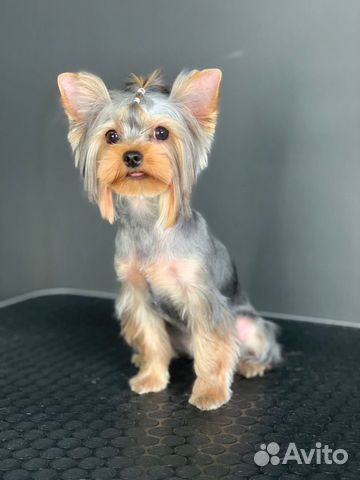 Стрижка собак. Стрижка кошек. Груминг. Грумер